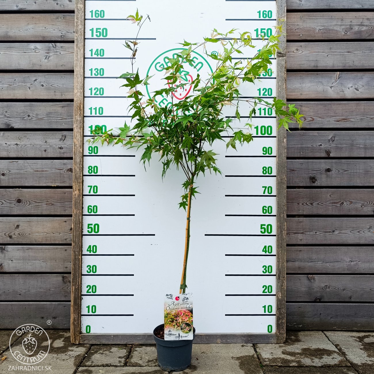 Obrázok Javor dlaňolistý (Acer palmatum) 'Oridono Nishiki' - výška 110-120 cm, kont. C4L - NA KMIENKU 